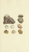 The mineral conchology of Great Britain Pl.208