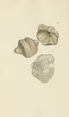 The mineral conchology of Great Britain Pl.209