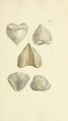 The mineral conchology of Great Britain Pl.214