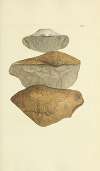 The mineral conchology of Great Britain Pl.220