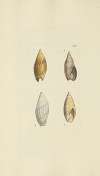 The mineral conchology of Great Britain Pl.223