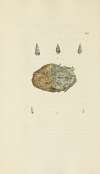 The mineral conchology of Great Britain Pl.231