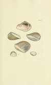 The mineral conchology of Great Britain Pl.234