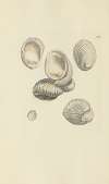 The mineral conchology of Great Britain Pl.237