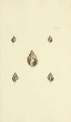 The mineral conchology of Great Britain Pl.247