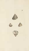 The mineral conchology of Great Britain Pl.253