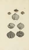 The mineral conchology of Great Britain Pl.263