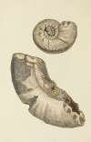 The mineral conchology of Great Britain Pl.289
