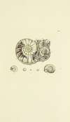The mineral conchology of Great Britain Pl.291