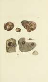 The mineral conchology of Great Britain Pl.294