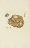 The mineral conchology of Great Britain Pl.296