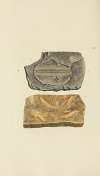 The mineral conchology of Great Britain Pl.300