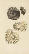 The mineral conchology of Great Britain Pl.302