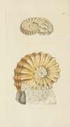 The mineral conchology of Great Britain Pl.303