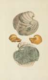 The mineral conchology of Great Britain Pl.304