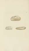 The mineral conchology of Great Britain Pl.305