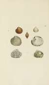 The mineral conchology of Great Britain Pl.306