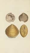 The mineral conchology of Great Britain Pl.308