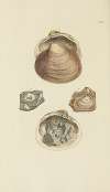 The mineral conchology of Great Britain Pl.315