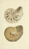 The mineral conchology of Great Britain Pl.318