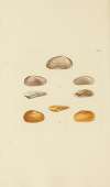 The mineral conchology of Great Britain Pl.319