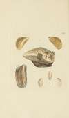 The mineral conchology of Great Britain Pl.320