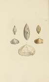 The mineral conchology of Great Britain Pl.322
