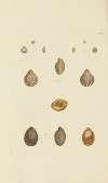 The mineral conchology of Great Britain Pl.323