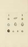 The mineral conchology of Great Britain Pl.324
