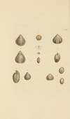 The mineral conchology of Great Britain Pl.325