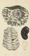 The mineral conchology of Great Britain Pl.327