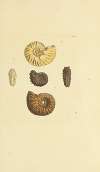 The mineral conchology of Great Britain Pl.328