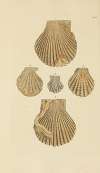 The mineral conchology of Great Britain Pl.331