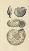 The mineral conchology of Great Britain Pl.337