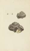 The mineral conchology of Great Britain Pl.339