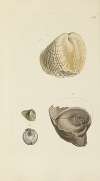 The mineral conchology of Great Britain Pl.340