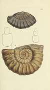 The mineral conchology of Great Britain Pl.344