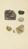 The mineral conchology of Great Britain Pl.347