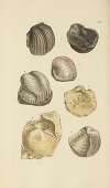 The mineral conchology of Great Britain Pl.348