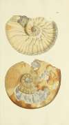The mineral conchology of Great Britain Pl.352