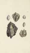 The mineral conchology of Great Britain Pl.354