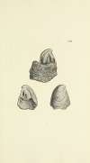 The mineral conchology of Great Britain Pl.356