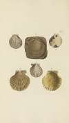 The mineral conchology of Great Britain Pl.363