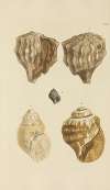 The mineral conchology of Great Britain Pl.366