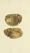 The mineral conchology of Great Britain Pl.368