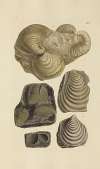 The mineral conchology of Great Britain Pl.372