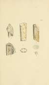 The mineral conchology of Great Britain Pl.379