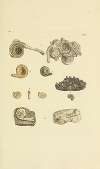 The mineral conchology of Great Britain Pl.383