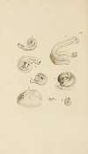 The mineral conchology of Great Britain Pl.384