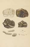 The mineral conchology of Great Britain Pl.385